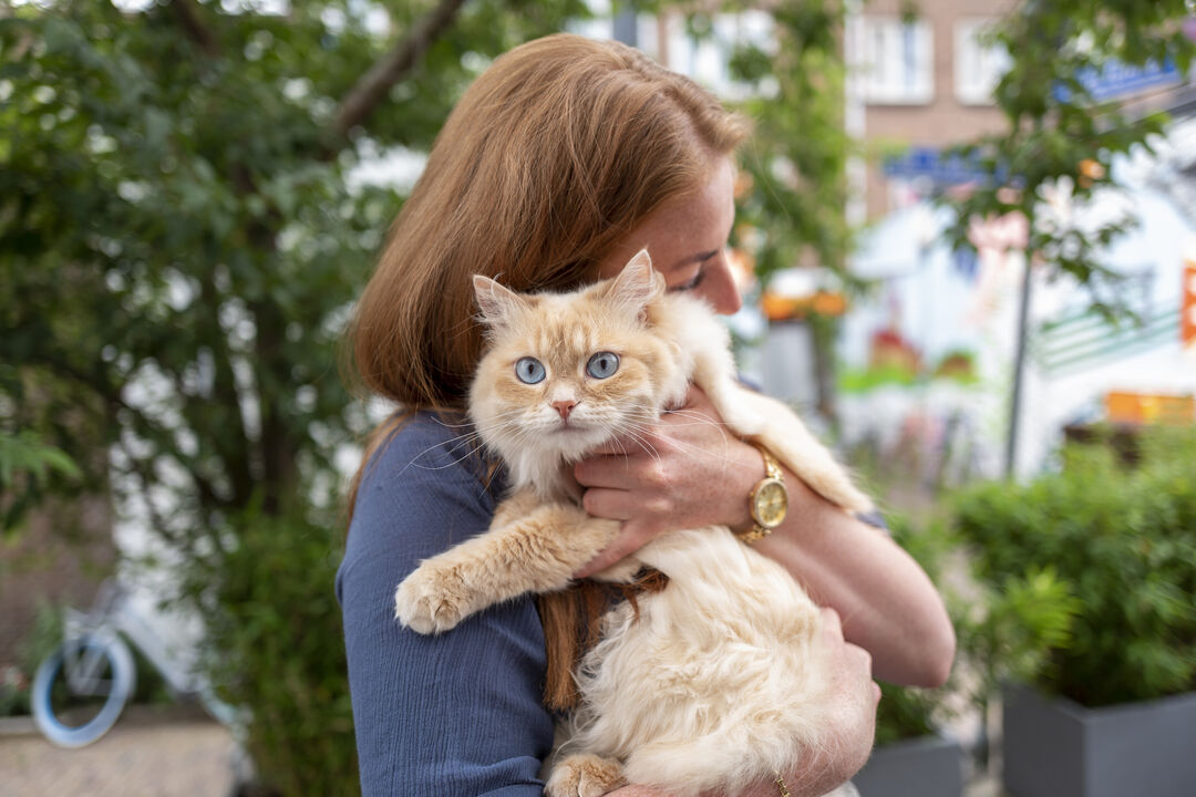 Gatas no cio: saiba como cuidar e prevenir problemas