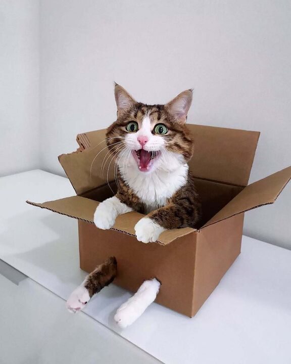 Rexxie, o Gato Emoji