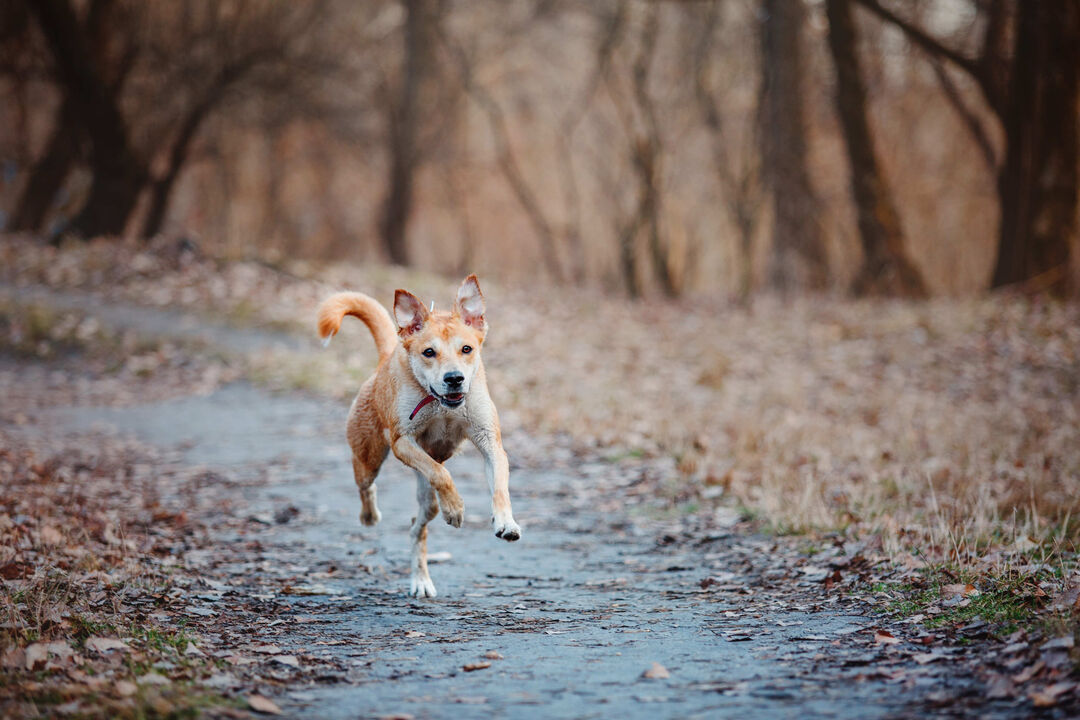 Cão a correr