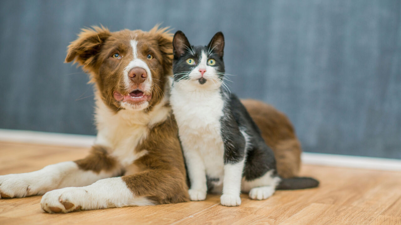 Amigos ou rivais? Temos 5 dicas para socializar cães e gatos de forma positiva e sem dramas