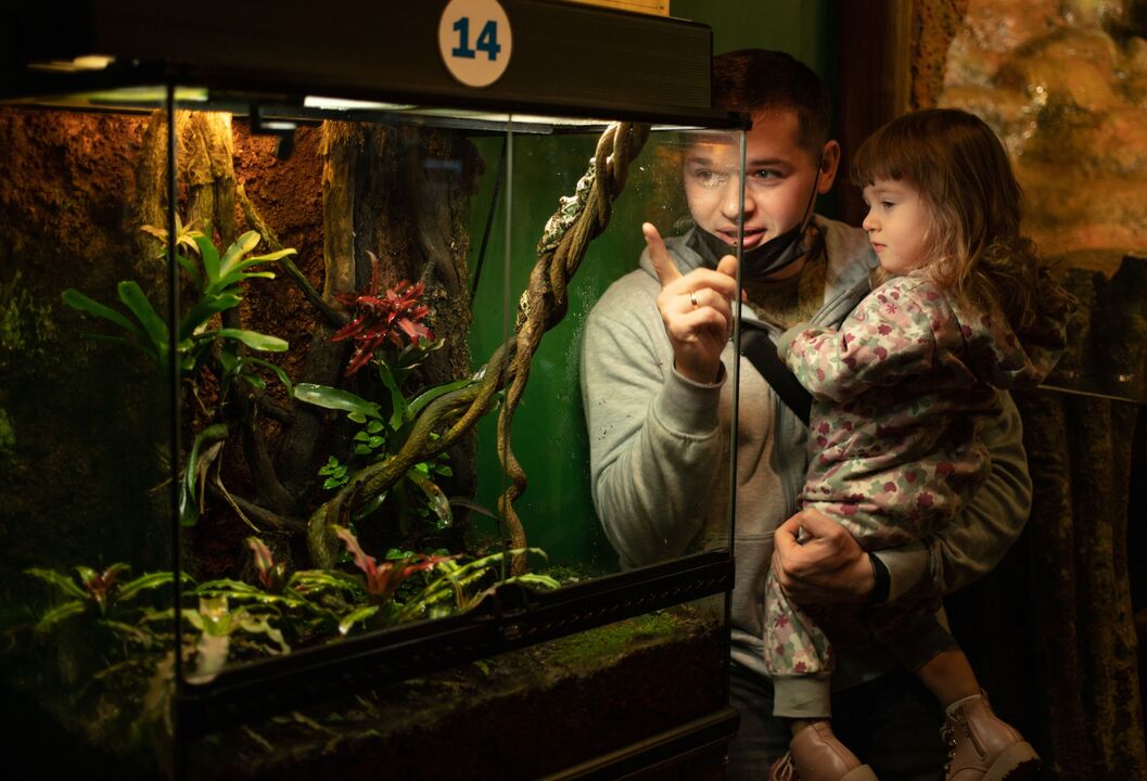 Cada réptil no seu habitat. Siga estas dicas para criar o terrário certo