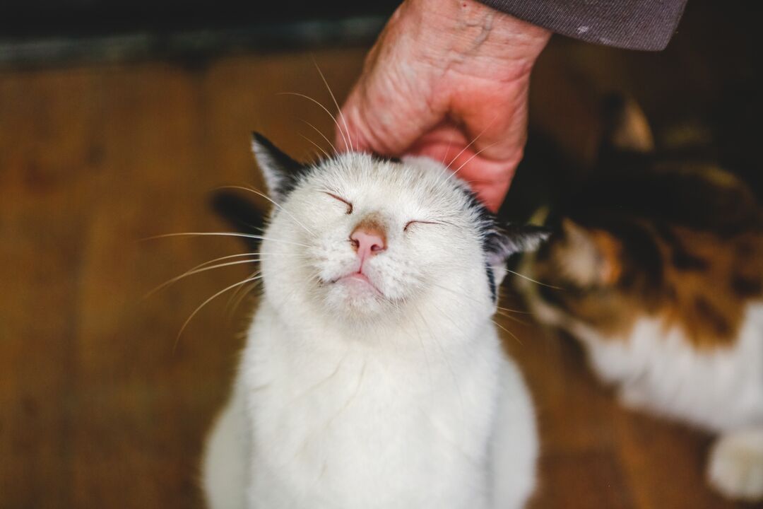 Descubra o que o seu gato lhe diz quando ronrona