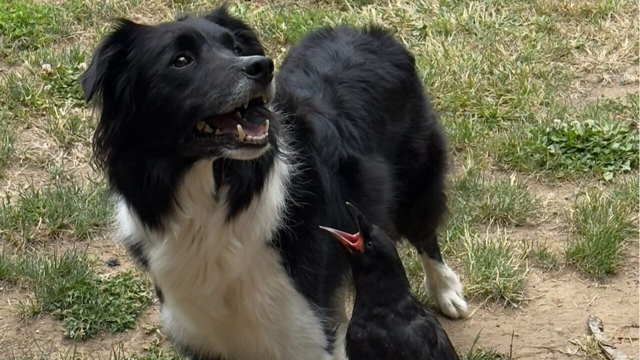 Amizades Improváveis! Conheça a história do cão e do corvo que se tornaram melhores amigos