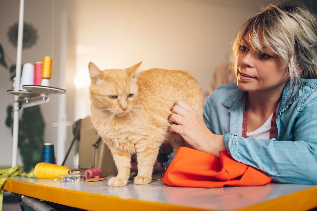 Bolas de pelo: porque acontecem e como ajudar o seu gato