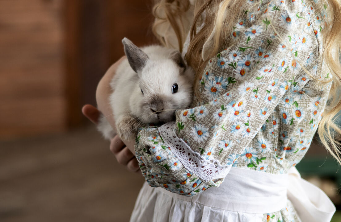 Hoje é o Dia Internacional do Coelho. Aqui estão 7 curiosidades sobre estes animais