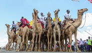 Participantes competem em corrida de camelos