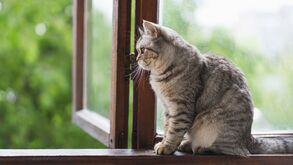 Vive num apartamento alto e o seu gato é um aventureiro? Saiba como manter as janelas e varandas seguras para evitar acidentes
