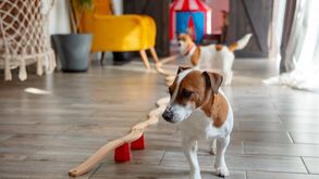 Colocar o seu patudo numa creche pode trazer vários benefícios: saiba quais 