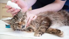 O seu patudo desespera com otites e infeções? Saiba como preveni-las com uma limpeza correta