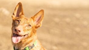 Será que conhece todas as raças de cães portuguesas? Apresentamos-lhe os patudos 100% nacionais 