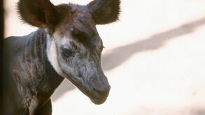 Nova cria de Okapi nasce em zoológico nos EUA: espécie está em risco de extinção