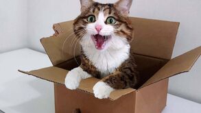 Já ouviu falar no Rexie, o gato mais expressivo do mundo? Prepare-se, este felino vai levá-lo às lágrimas de tanto rir 