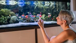 Se tem peixes em casa, há que cuidar deles com amor e carinho: saiba como manter o aquário saudável 