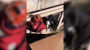 Cão salvo de corrente perigosa no Aqueduto da Califórnia
