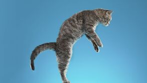 É verdade que os gatos caem sempre de pé? Contamos tudo sobre este mito felino
