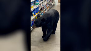 Cliente inesperado: urso passeia em corredores de supermercado em Nova Jersey 