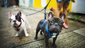 Narizes fofos, mas exigentes: que cuidados deve ter com cães braquicefálicos? Explicamos-lhe tudo