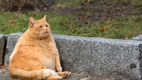 Peso a mais, saúde a menos: estas são as 6 doenças mais associadas à obesidade em cães e gatos