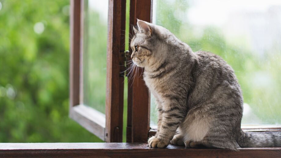 Vive num apartamento alto? Saiba como mantê-lo seguro para o seu gato