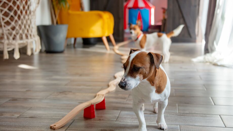 Colocar o seu patudo numa creche pode trazer vários benefícios. Saiba quais. 