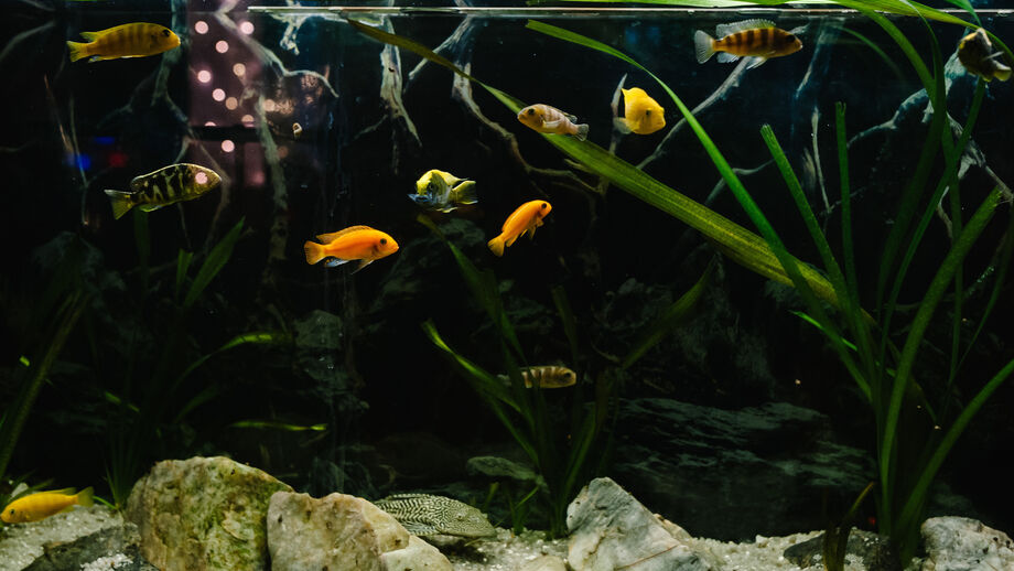 Tem peixes em casa? Conheça as 4 doenças mais comuns em aquário (e como identificá-las)