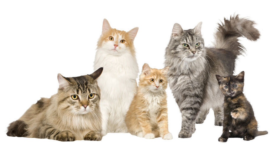Gatos de diferentes raças