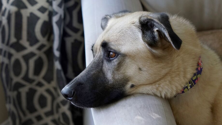 Cão deitado numa poltrona, com a cabeça apoiada no braço