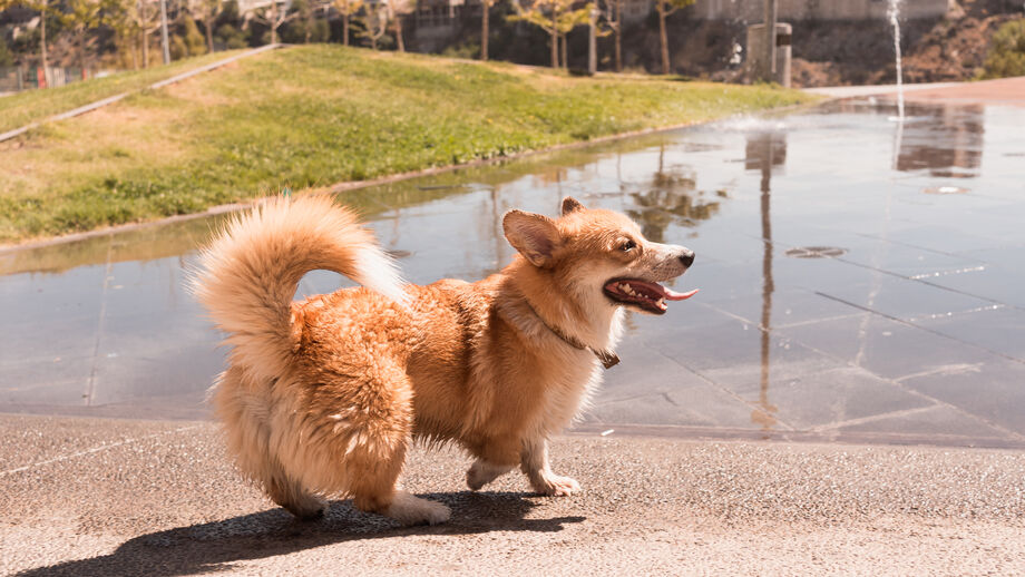Afinal, os cães só abanam a cauda para mostrar felicidade?