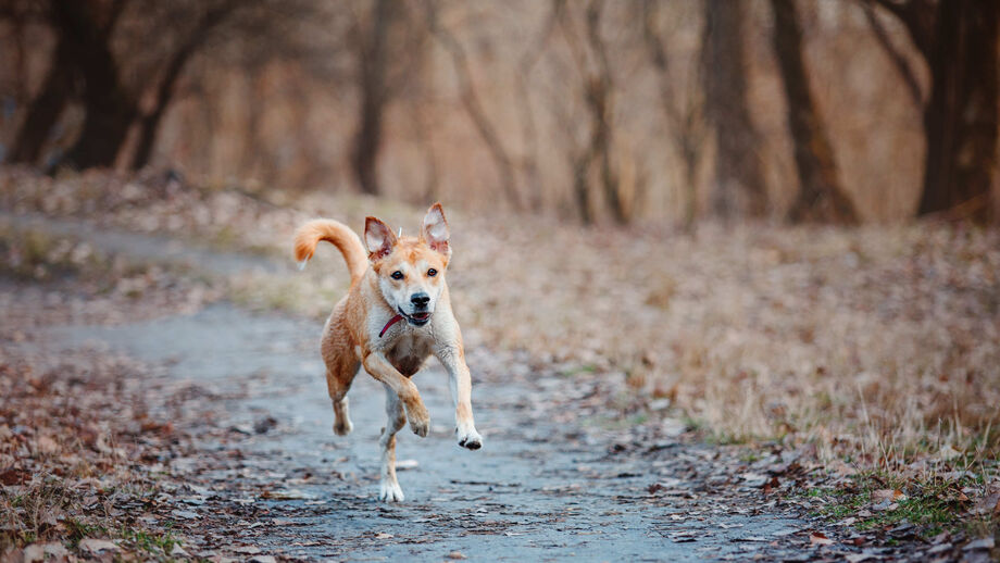 Cão a correr