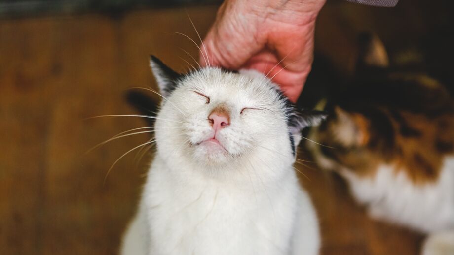 Descubra o que o seu gato lhe diz quando ronrona