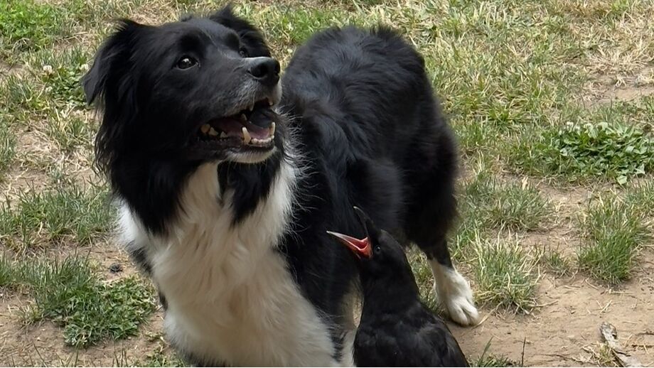 Amizades Improváveis! Conheça a história do cão e do corvo que se tornaram melhores amigos