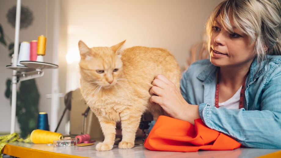 Bolas de pelo: porque acontecem e como ajudar o seu gato