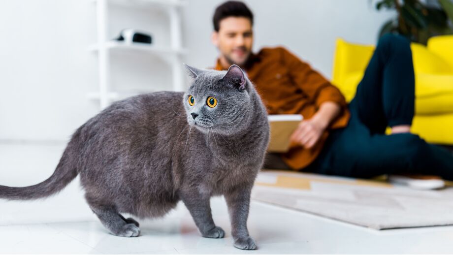O seu gato não pára de miar? Há algumas explicações para isso