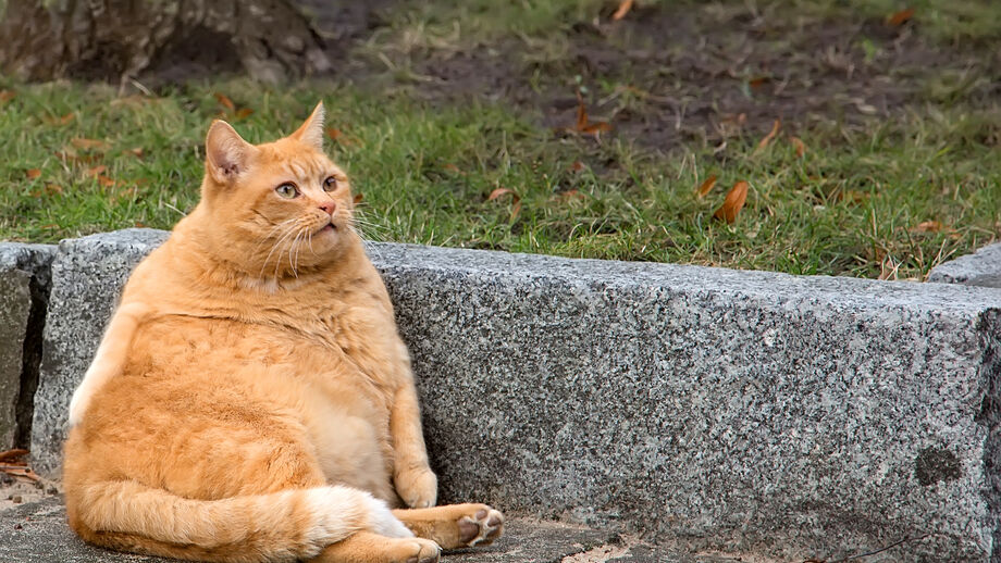 Peso a mais, saúde a menos. Estas são as 6 doenças mais associadas à obesidade em cães e gatos
