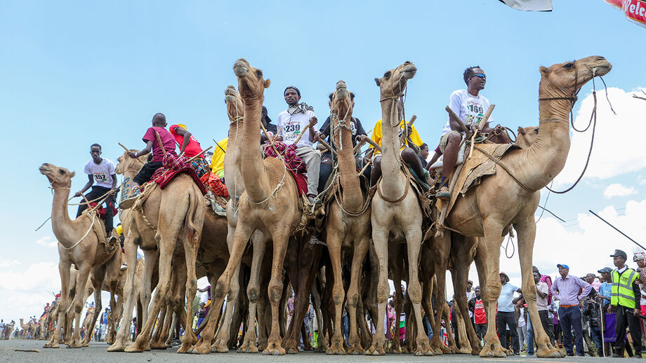 Participantes competem em corrida de camelos
