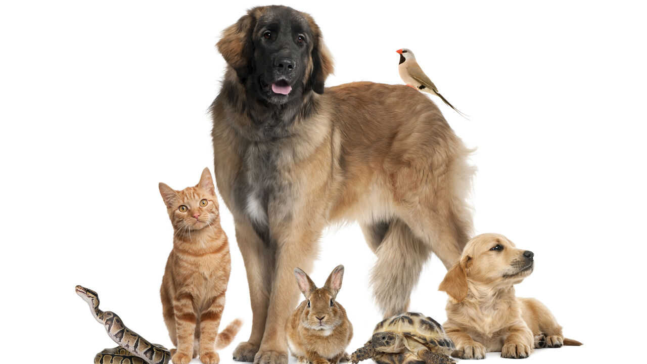 Hoje é o Dia Mundial do Animal. Fique com 5 ideias para comemorar este dia com os seus pets