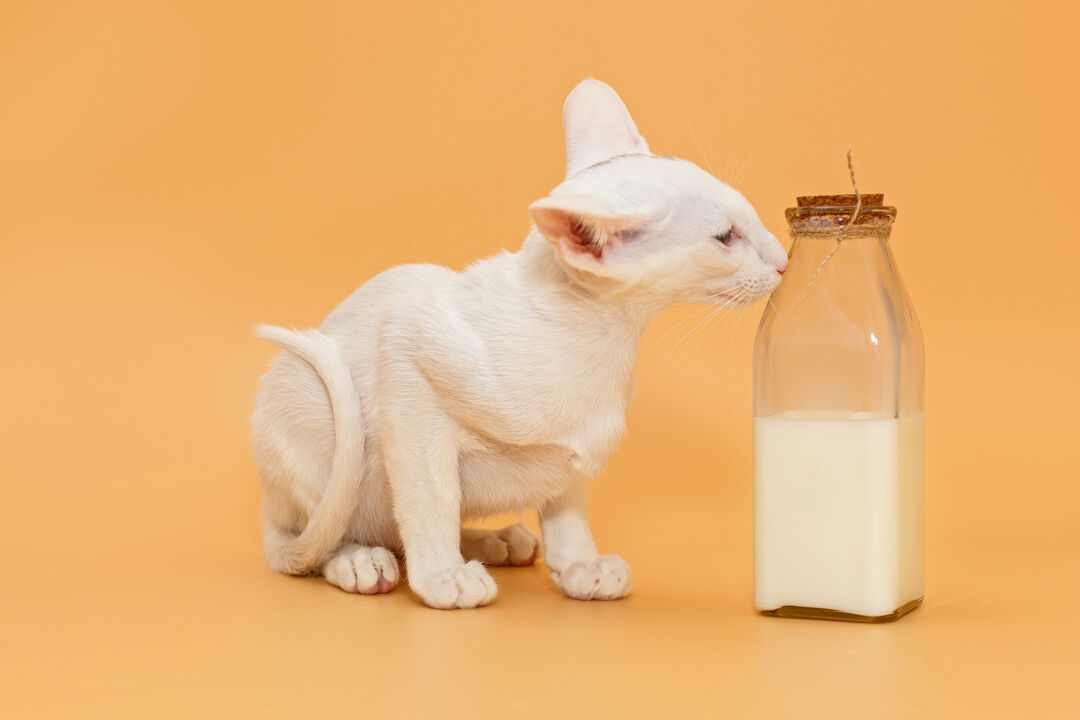 Os gatos bebem leite? Os peixes têm pouca memória? Hoje desvendamos 4 mitos associados a animais