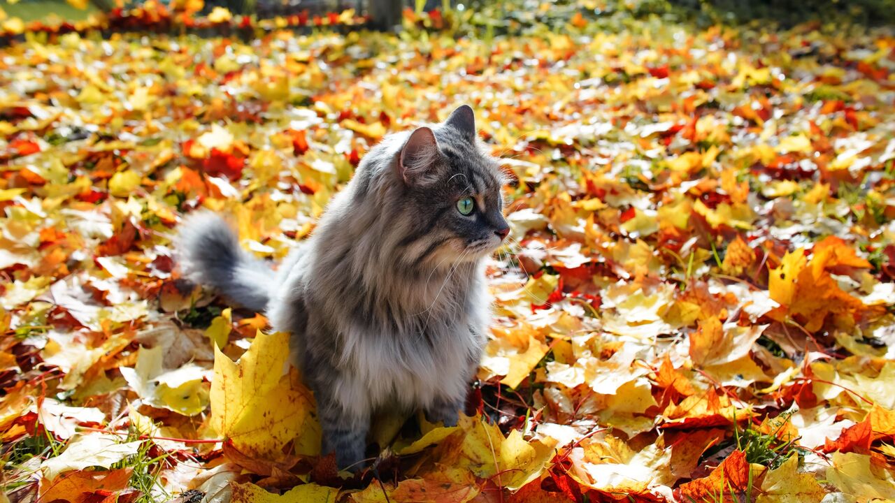O outono está aí. Saiba porque deve ficar atento a parasitas e folhas no chão