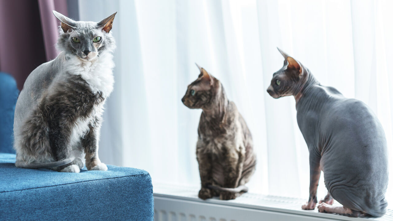 Bocejos, pestanejares seguidos e fechares de olhos lentos. Entenda a linguagem subtil dos felinos