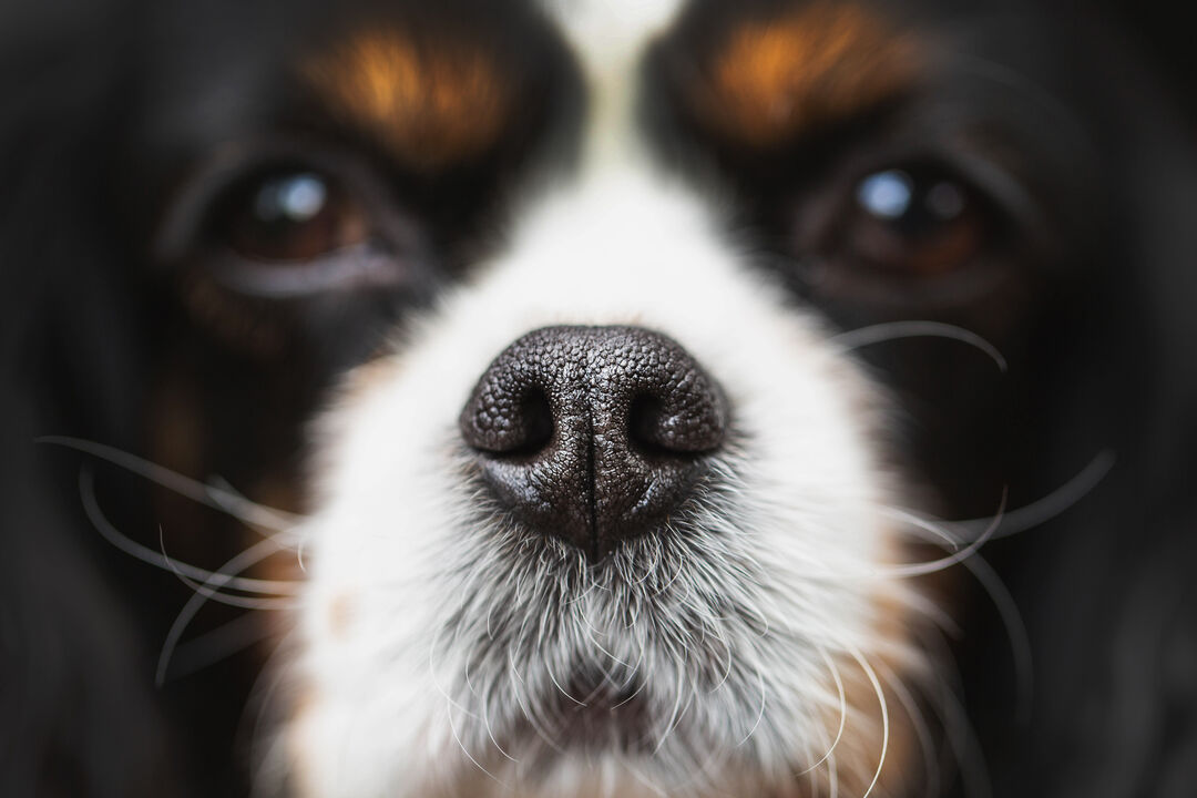 O nariz do cão está quase sempre húmido. E há uma razão para isso