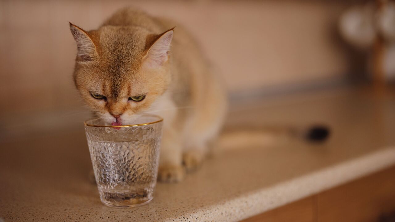 O seu gato não quer beber água? Temos algumas dicas que podem ajudar