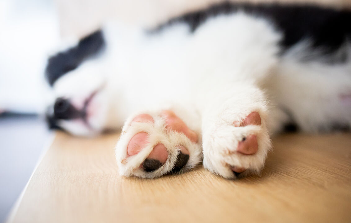 Fofas, macias e super importantes. Fique com 5 curiosidades sobre as 'almofadinhas' de cães e gatos