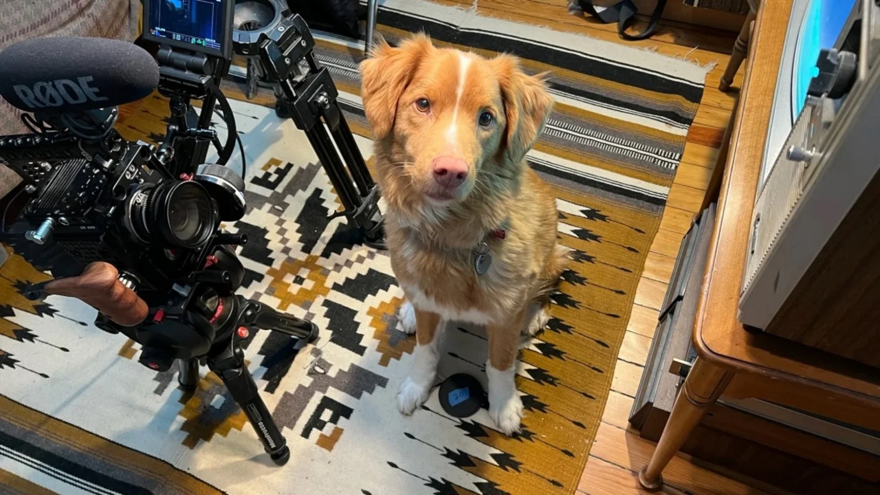 Indy, protagonista do filme de terror "Good Boy", pede Óscar para atores animais