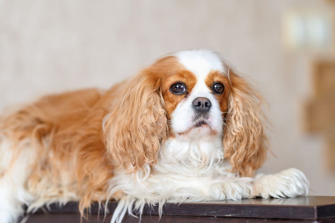 Cavalier King Charles Spaniel