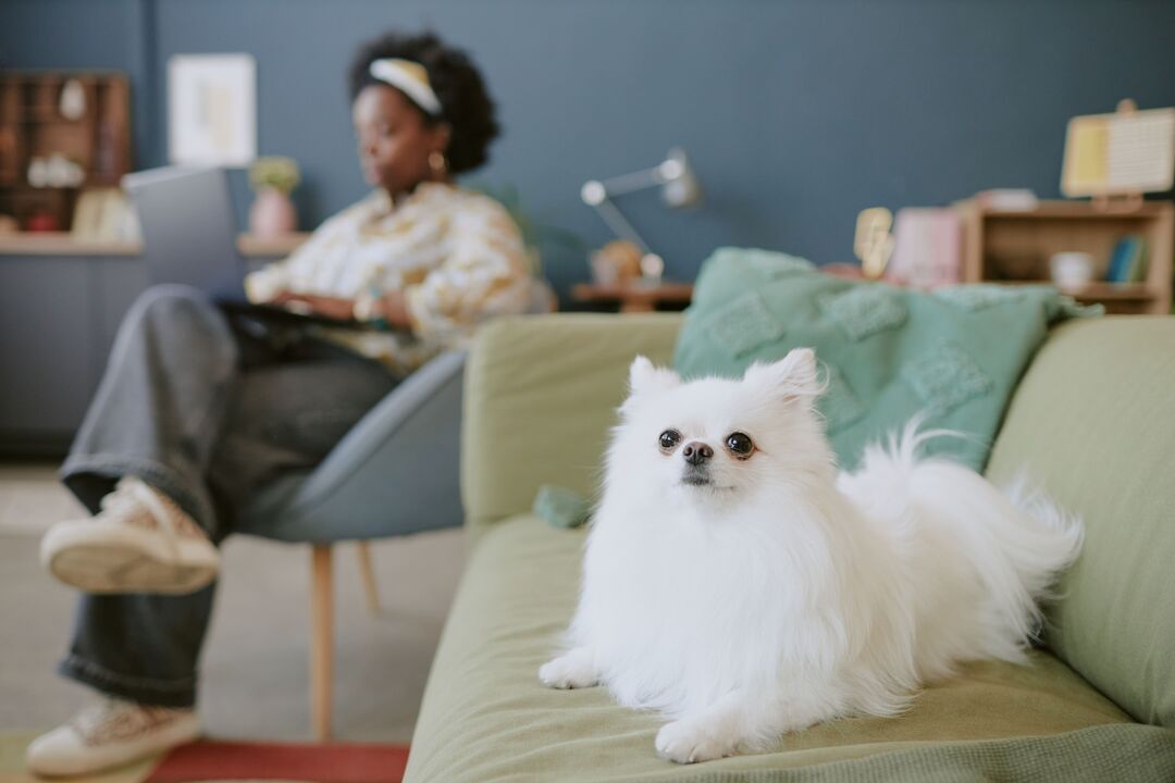 Raças caninas adaptáveis a apartamentos, como o Bichon Frisé e o Galgo