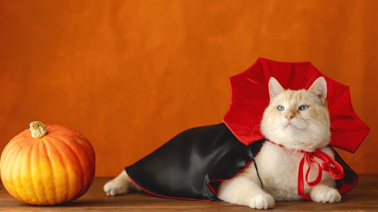 Gato veste disfarce de Halloween com abóbora