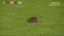 Ratazana invade relvado do País de Gales-Bélgica