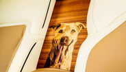 Rolls-Royce Spectre homenageia Bailey, cão de clientes nos Estados Unidos