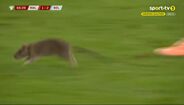 Ratazana invade relvado do País de Gales-Bélgica