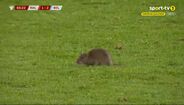 Ratazana invade relvado do País de Gales-Bélgica